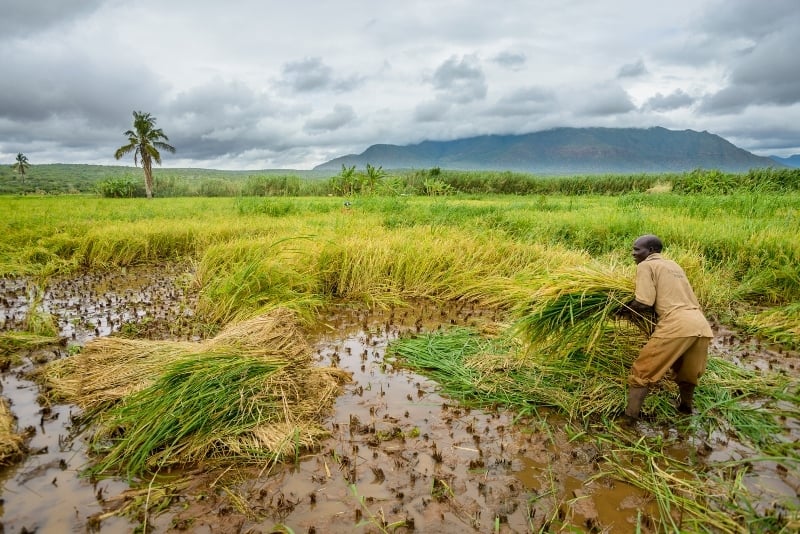 Microfinance-Africa-Farming