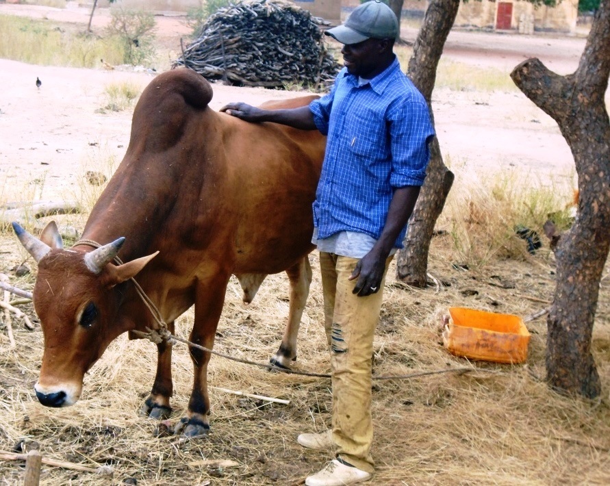 Fattening Cows For Sale