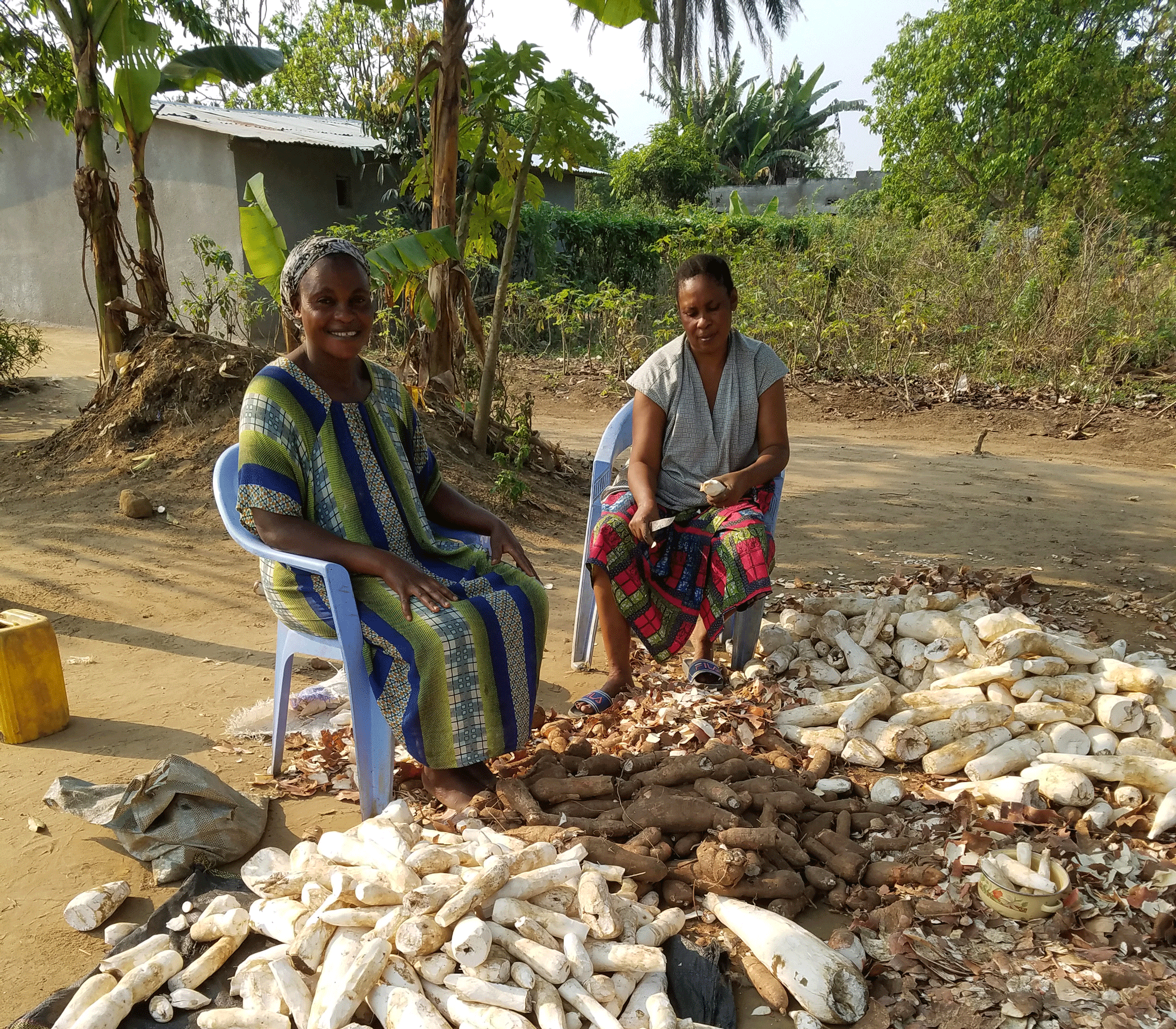Making A Living Growing Cassava