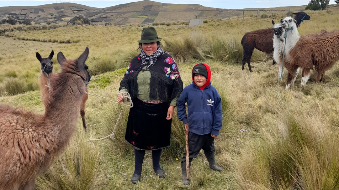 Maria and her llamas