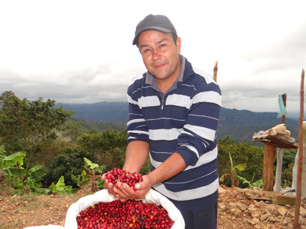 Coffee Business Improves in Quality and Quantity